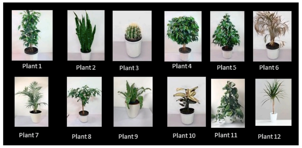The appearance of 12 indoor plants and their effect on people’s perceptions of indoor air quality and subjective well-being