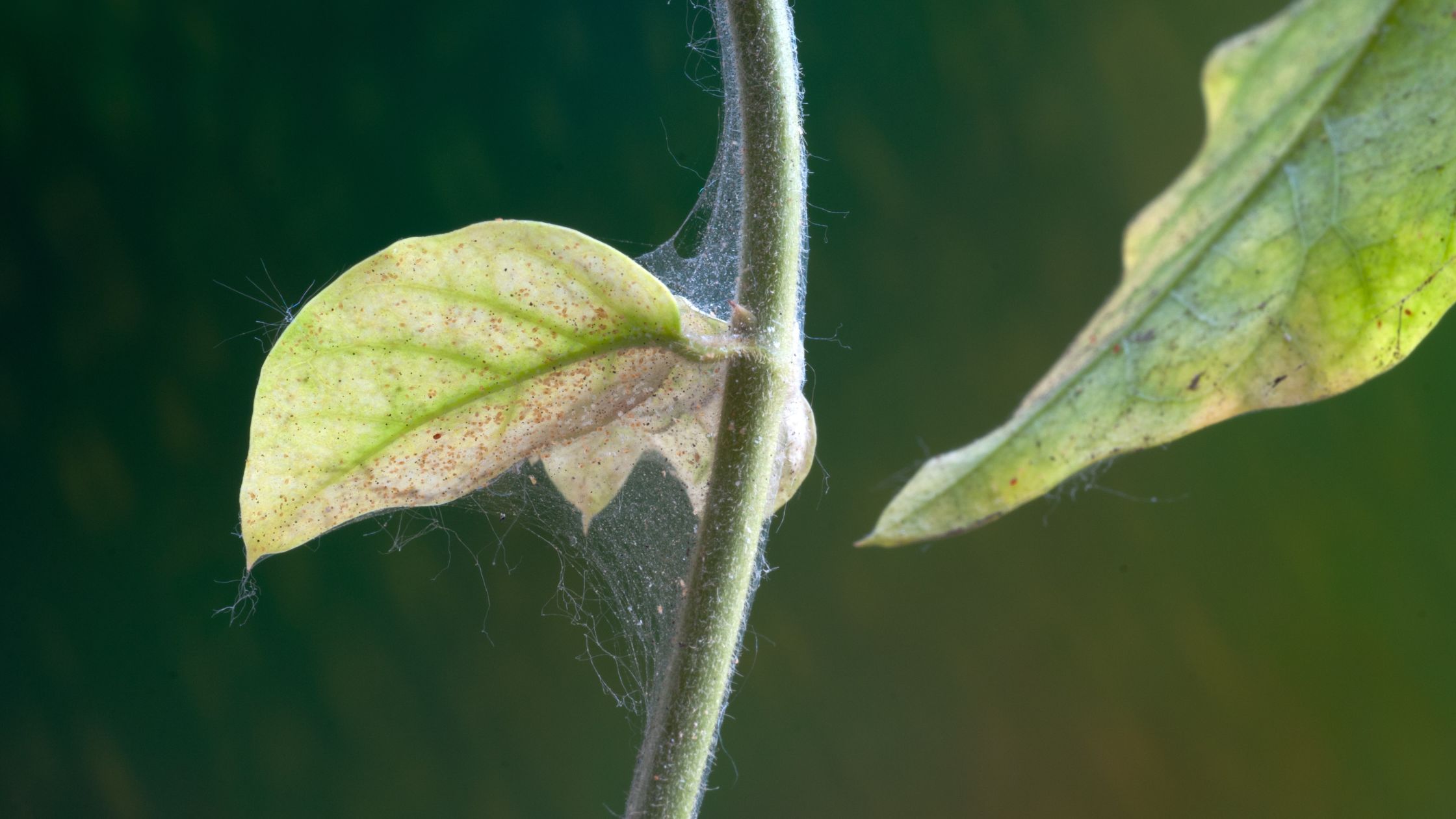 Indoor plant pests