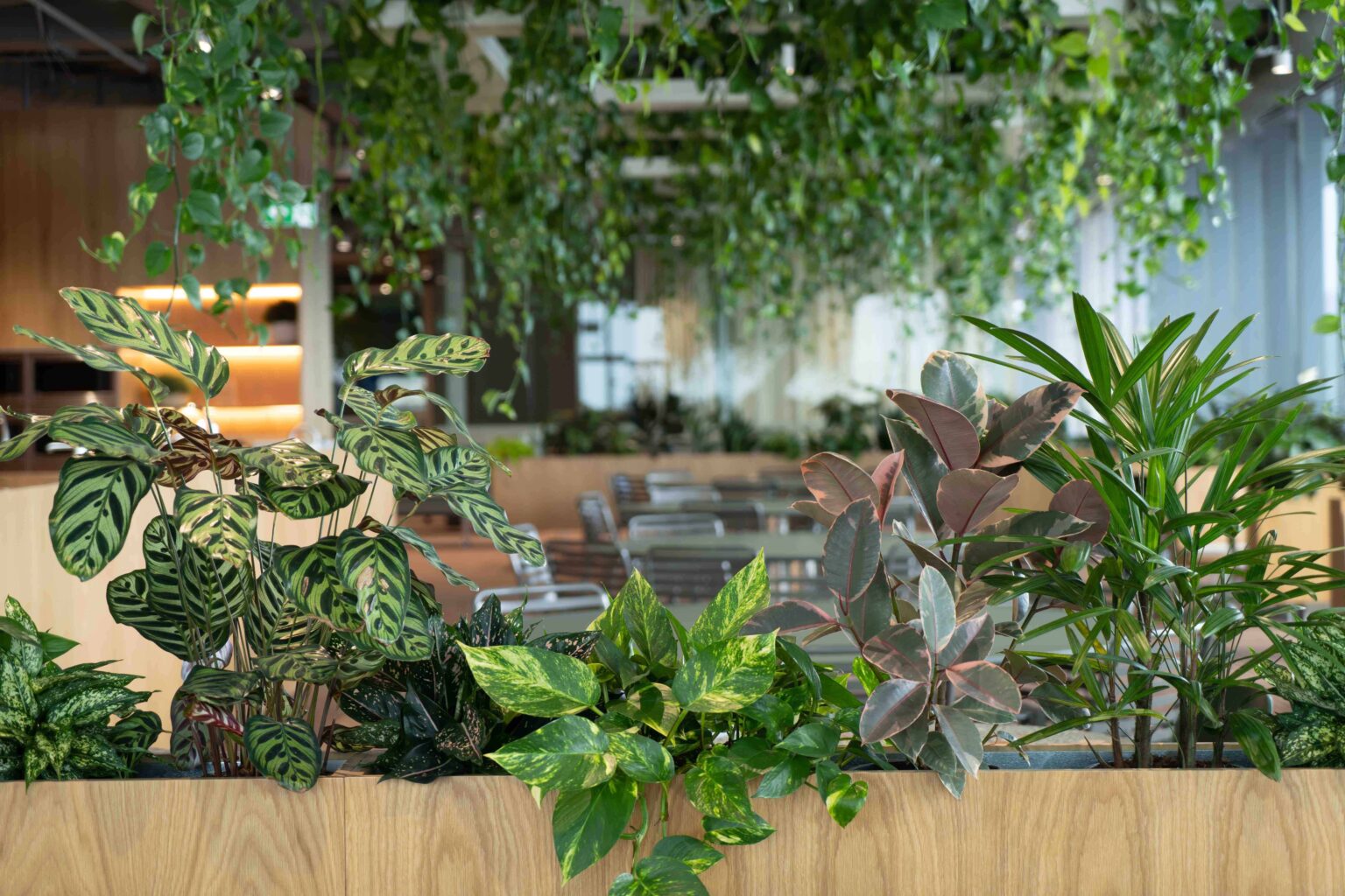 How biophilic office design impacts profitability - Advance Plants