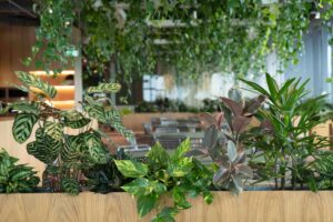 Biophilic office Brisbane CBD