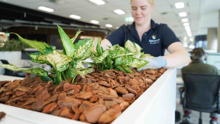 Installing indoor plants on the Sunshine Coast