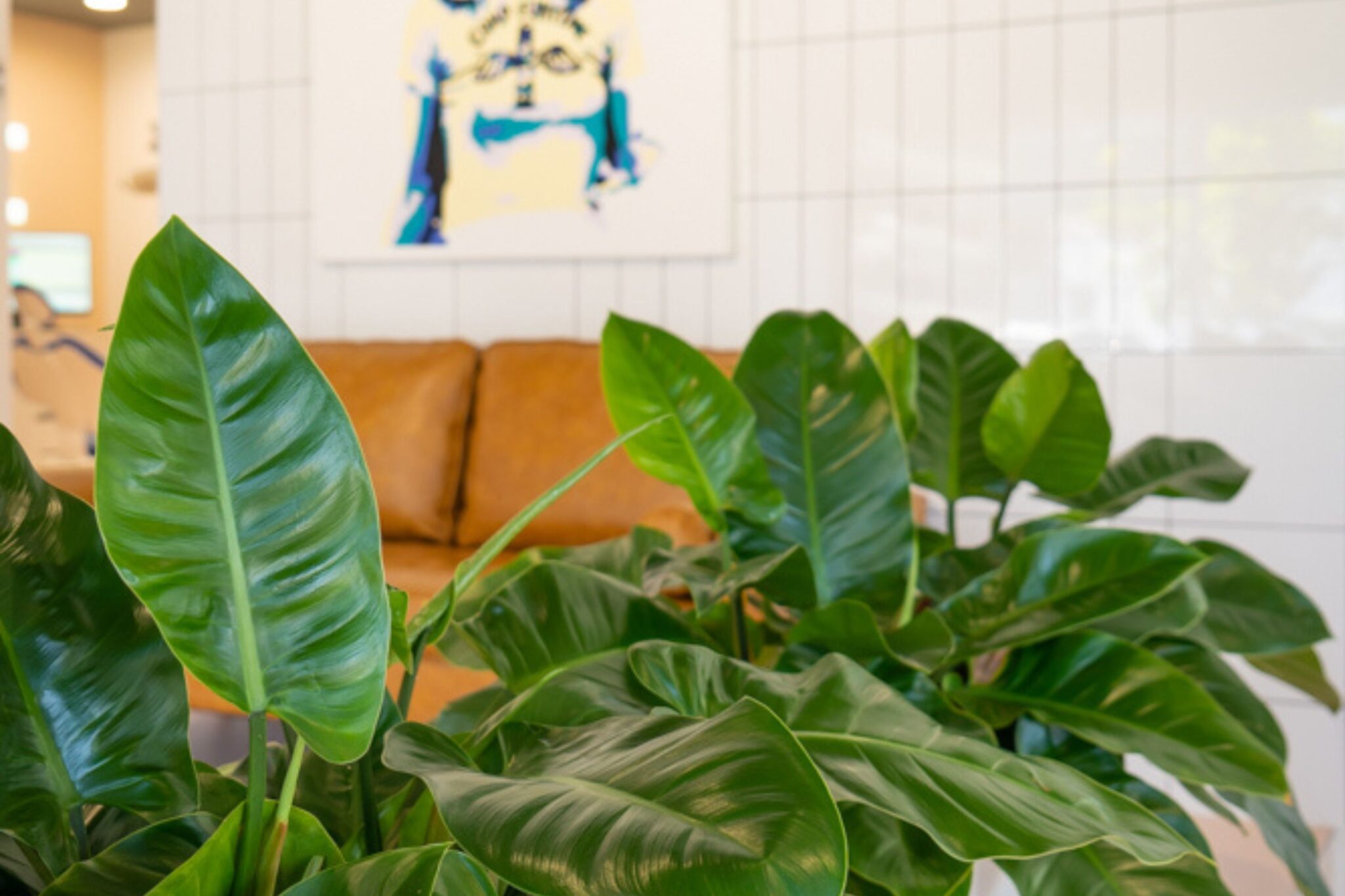 Philodendron foliage filling the foreground of the Teneriffe Dental waiting room, with the sofa and artwork behind, indoor plant hire for a Brisbane dental practice