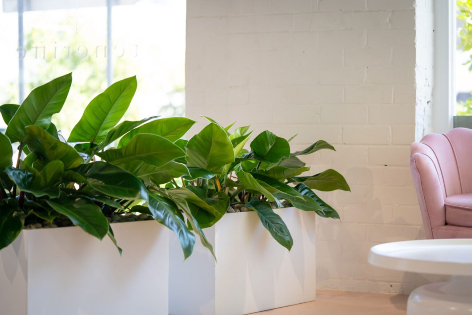 White trough planters holding philodendron beneath the west-facing windows at Teneriffe Dental