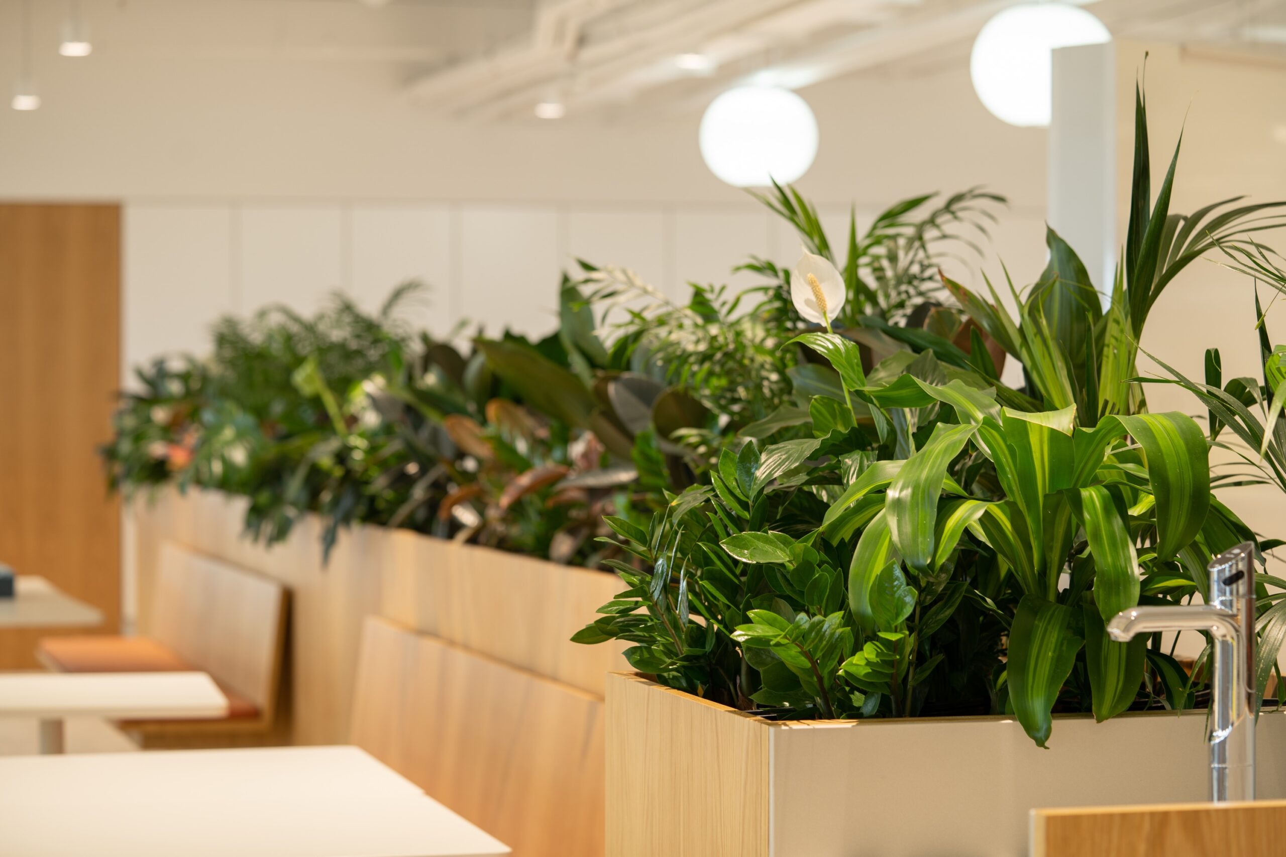 Office plants in custom joinery