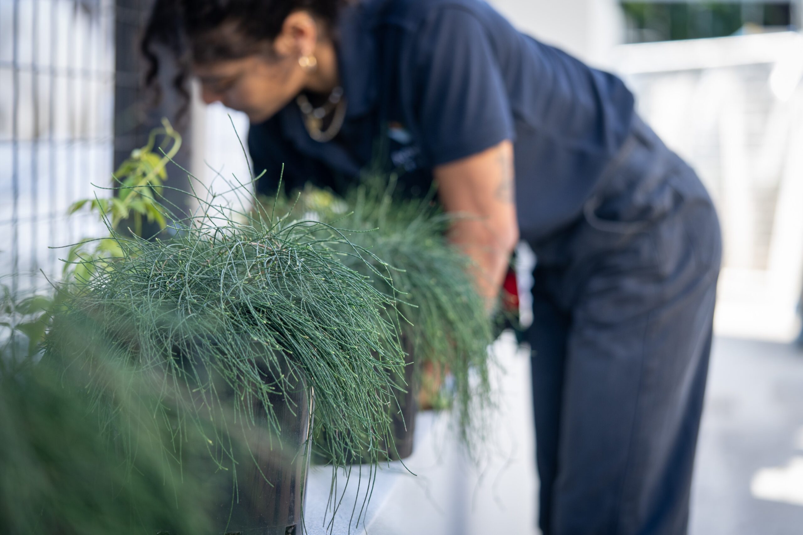 Plant installation at GO1 Brisbane