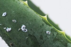Indoor plant pests