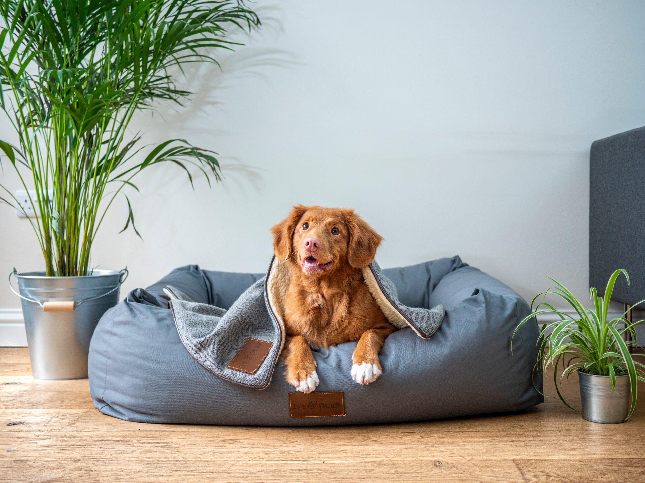 Non-toxic office plants for pets - dog in an office environment.