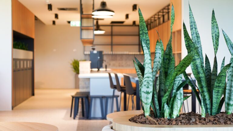 Office indoor plant hire