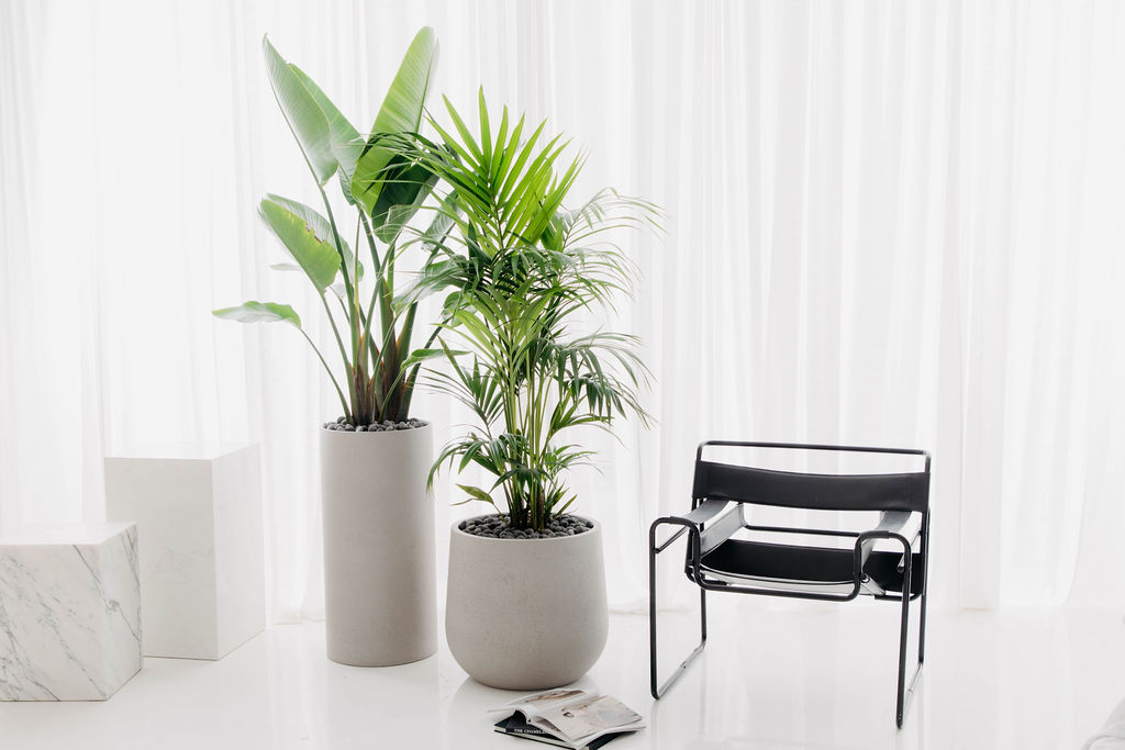 Indoor plant styling