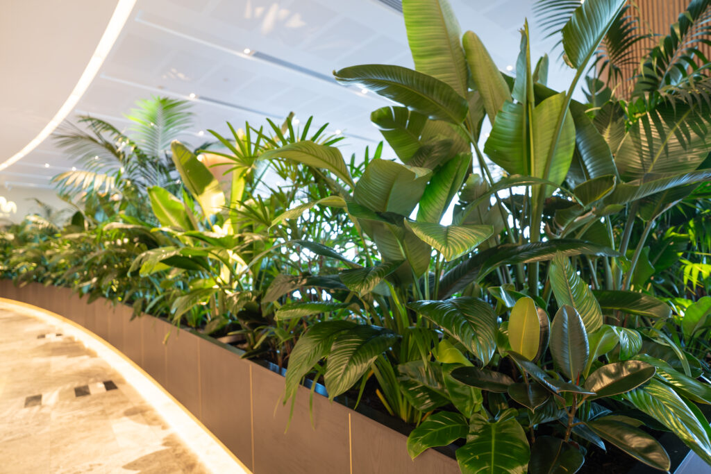 Queens's Wharf interior plant installation, the Star Brisbane