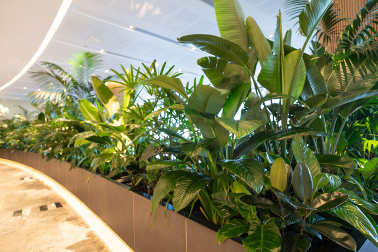 Queens's Wharf interior plant installation, the Star Brisbane