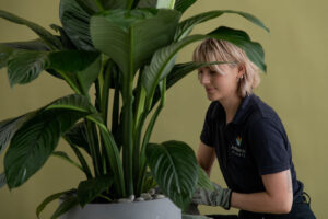 How to care for indoor plants in winter