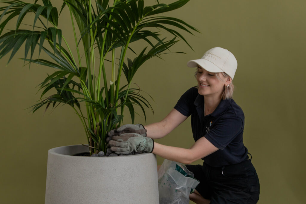 Advance Plants technician in branded uniform placing decorative stones around a kentia palm in a large concrete planter