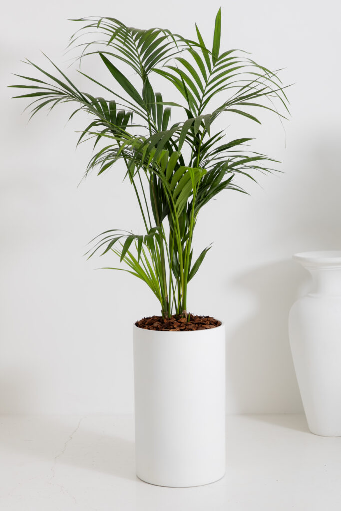 Tall kentia palm in a simple white cylinder floor planter against a pale studio backdrop