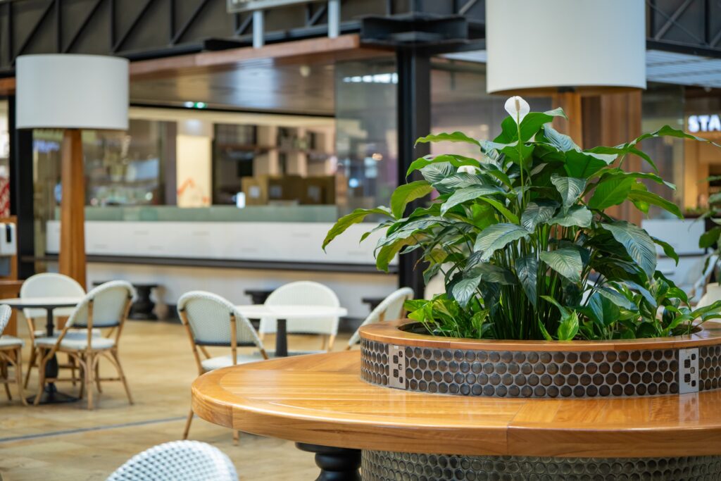 Peace lily planted into a round café table planter at Westfield Chermside, interior plantscaping in a Brisbane mall