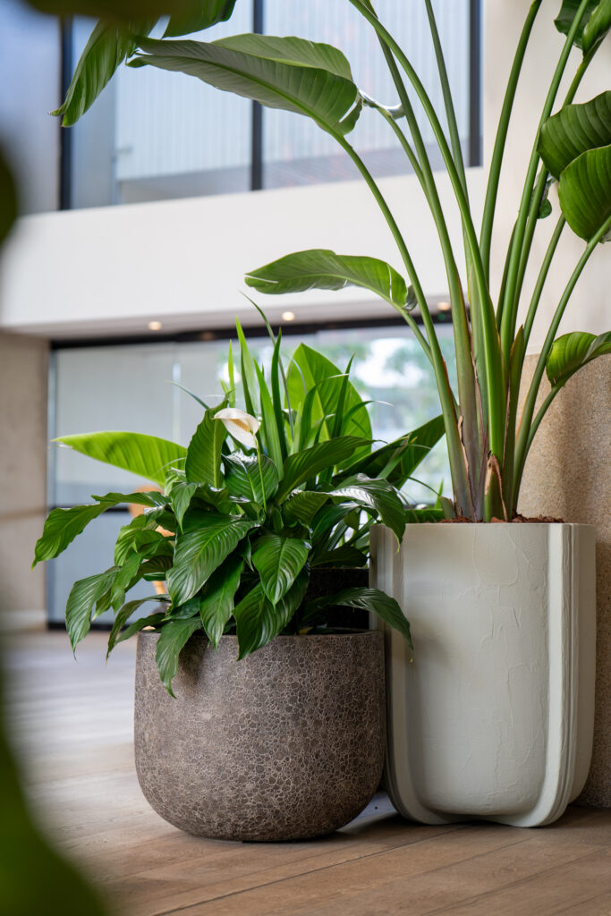 Peace lily and bird of paradise in floor pots on timber beside glazing at QT Gold Coast