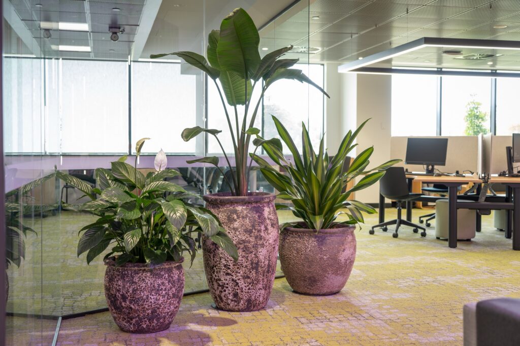 Weathered designer pots planted with bird of paradise and mixed foliage beside workstations at TAFE Queensland Robina campus