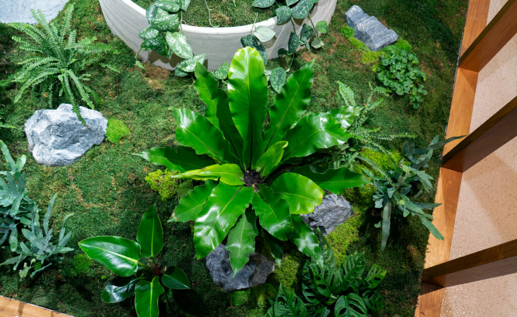 A bird&rsquo;s nest fern surrounded by moss in an indoor garden bed at GDM