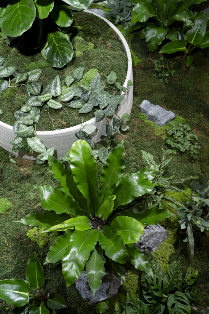 Feature rock, moss and a bird&rsquo;s nest fern in an indoor garden bed at GDM