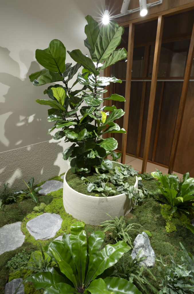 A fiddle leaf fig in a white bowl above stepping stones set into an indoor moss bed at GDM