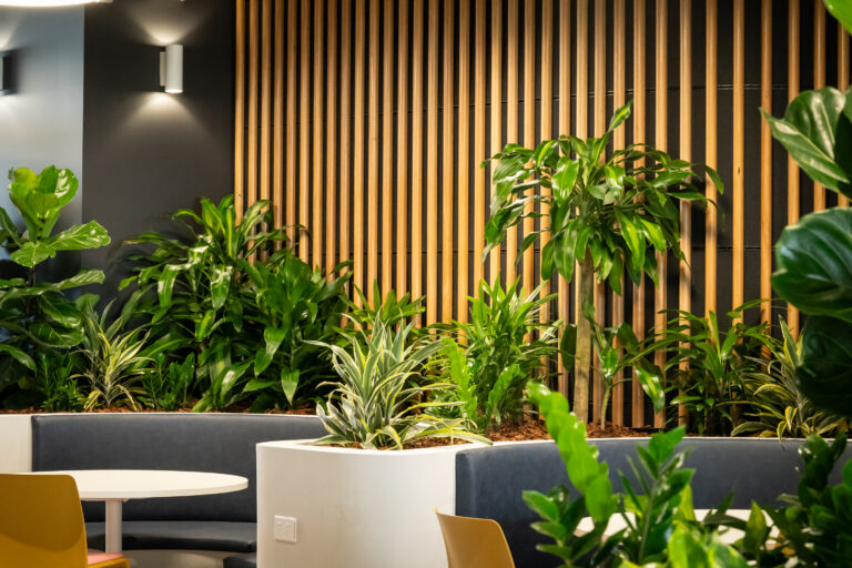 Ferns and bromeliads in a planter beside café seating and a timber batten wall in a government office