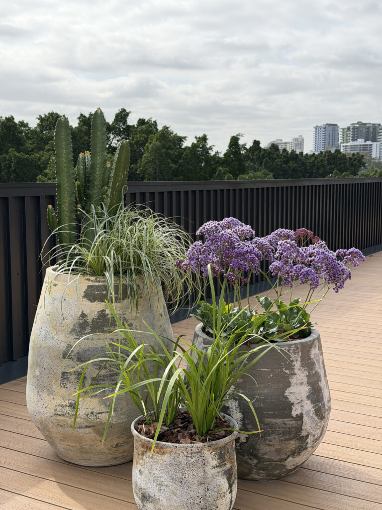 Weathered concrete planters with sea lavender, mat-rush and ponytail palm on a South Brisbane rooftop terrace