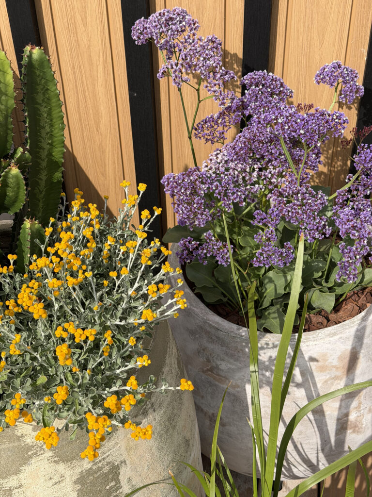 Sea lavender and Desert Flame in flower in a rooftop planter, drought-tolerant terrace planting in Brisbane