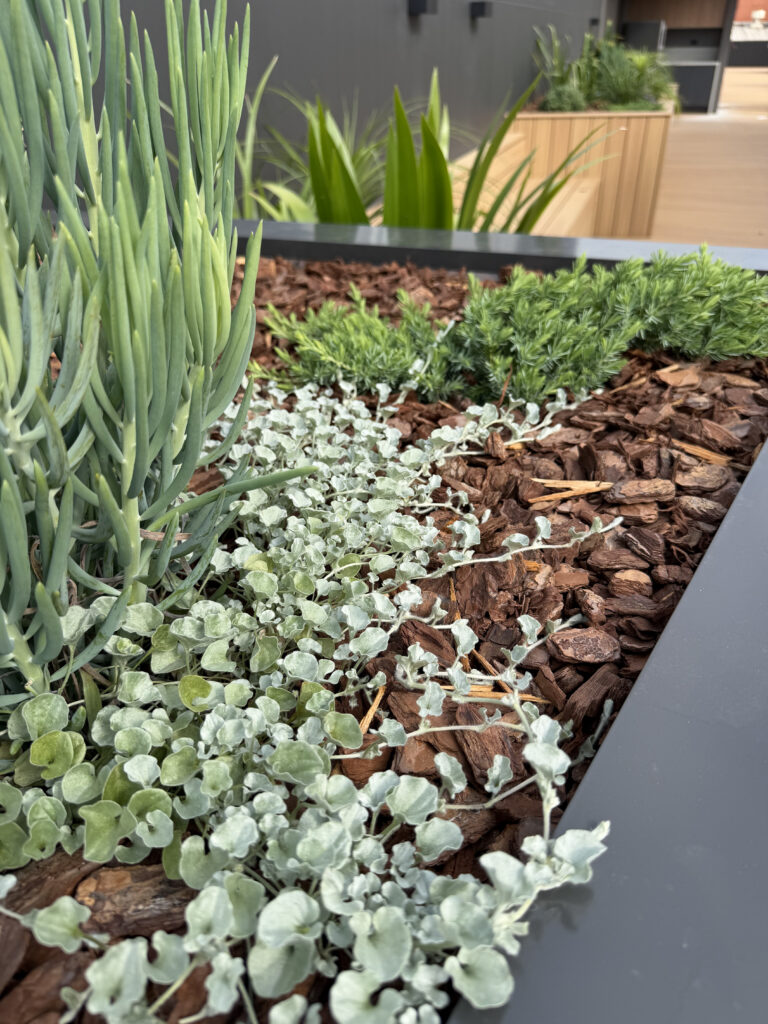 Chalk sticks, silver falls dichondra and juniper in a mulched rooftop garden bed in South Brisbane