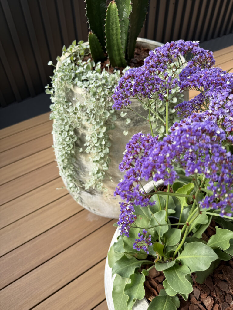 Cowboy cactus, sea lavender and trailing dichondra in a weathered rooftop planter, Brisbane terrace garden